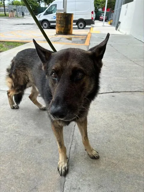 An adult large-sized male German Shepherd Dog dog named Dino for adoption in Miami, FL
