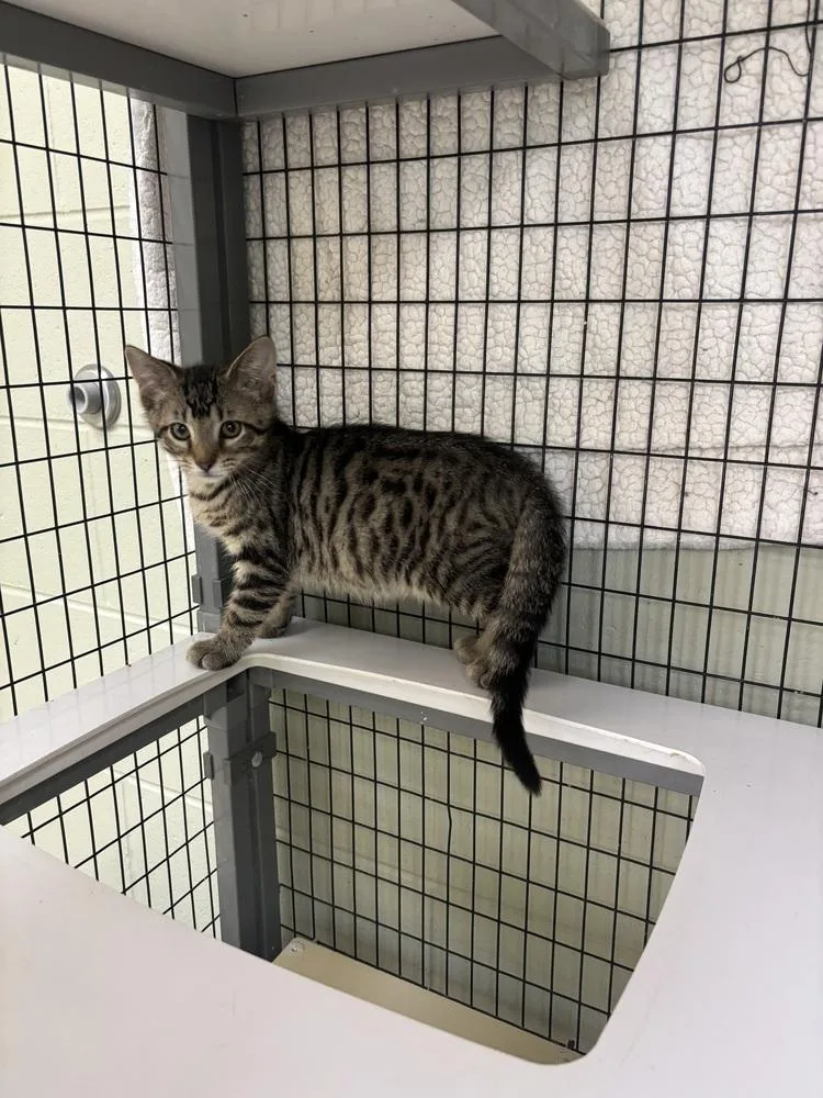 A baby small-sized male Tabby (Brown / Chocolate) Domestic Short Hair cat named Bubba for adoption in Kalamazoo, MI