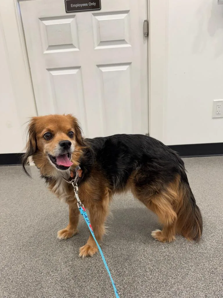 A senior medium-sized male Cocker Spaniel dog named Max for adoption in Lunenburg, VT