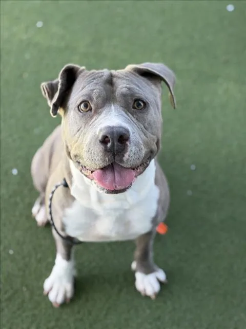 An adult large-sized female Pit Bull Terrier dog named Mama for adoption in Los Angeles, CA