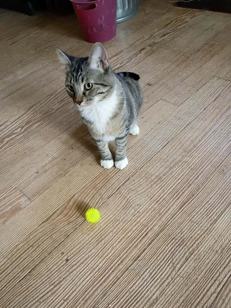 A young medium-sized male Gray & White Tabby cat named Boss for adoption in Fort Worth, TX