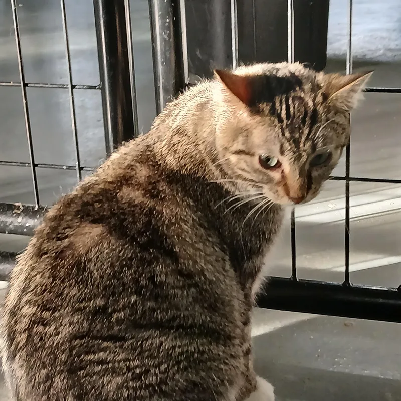 A young medium-sized female Domestic Short Hair cat named Rosie for adoption in Iowa Falls, IA