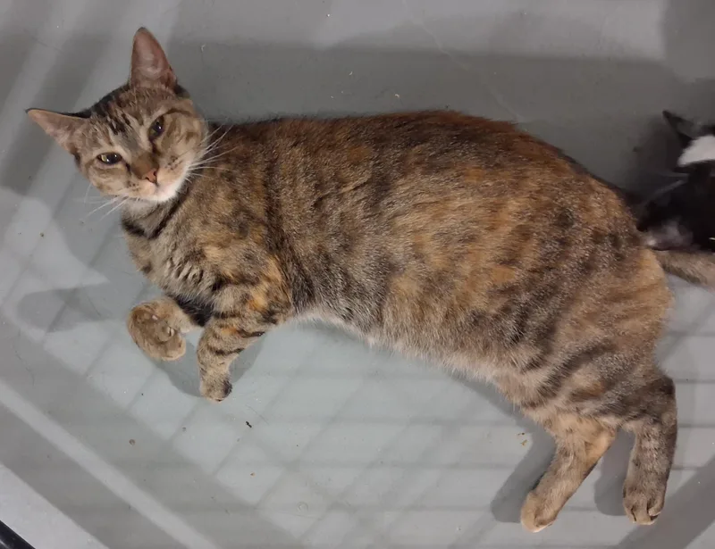 Rosie thumbnail 2