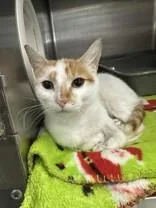 A young medium-sized female Domestic Short Hair cat named Tiger Lily for adoption in Manitowoc, WI