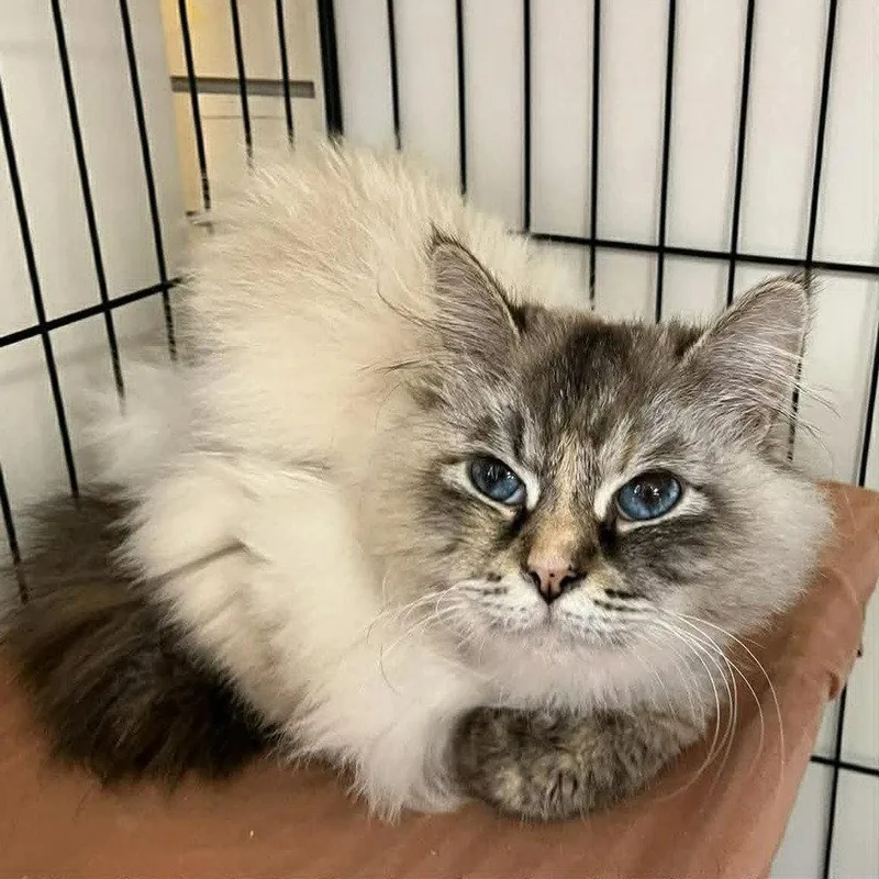 An adult medium-sized female Siberian cat named Vanya for adoption in Candler, NC