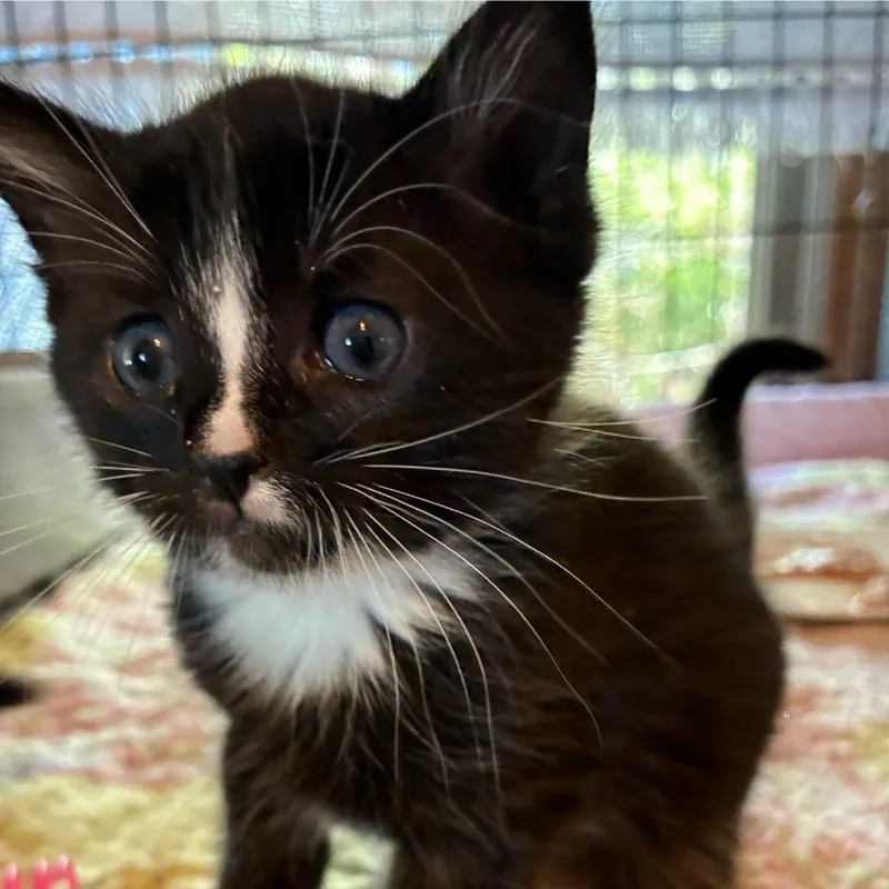 A baby small-sized male Black Domestic Short Hair cat named Lightening for adoption in Blairsville, GA
