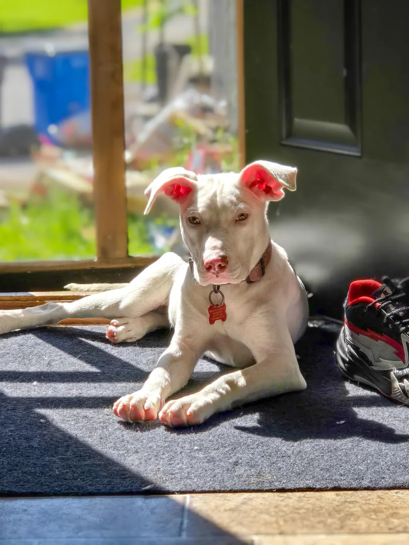 A baby medium-sized female Pit Bull Terrier dog named Reena for adoption in Carmel, NY