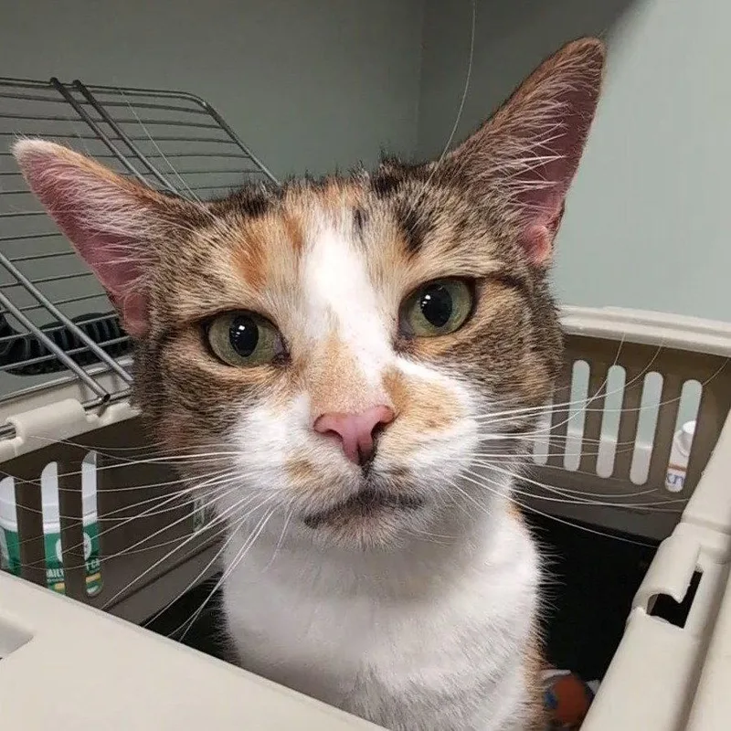 An adult medium-sized female Domestic Short Hair cat named Bea for adoption in New Castle, DE