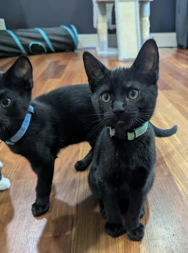A baby small-sized female Black Domestic Short Hair cat named Meadow for adoption in Portland, OR