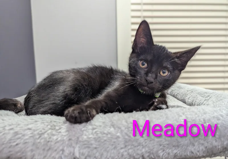 Meadow thumbnail 2