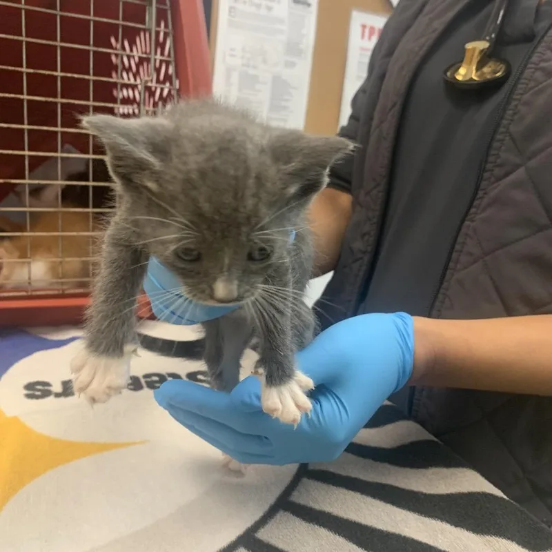 A baby small-sized male Black Domestic Short Hair cat named Guppy for adoption in West Palm Beach, FL