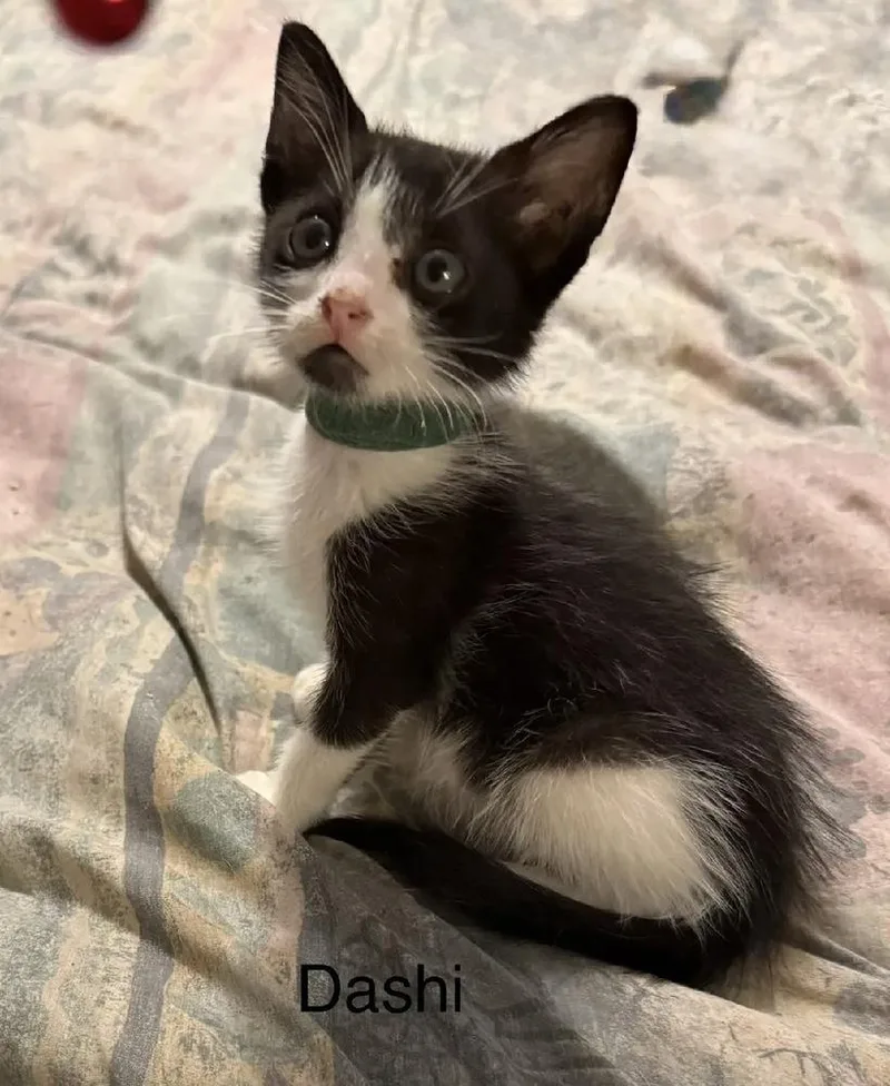 A baby small-sized male Black & White / Tuxedo Domestic Short Hair cat named Dashi for adoption in Safety Harbor, FL