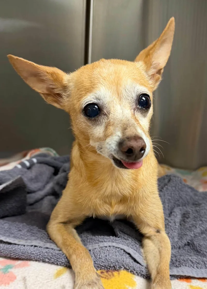 A senior small-sized female Yellow / Tan / Blond / Fawn Chihuahua dog named Tootsie for adoption in Semmes, AL