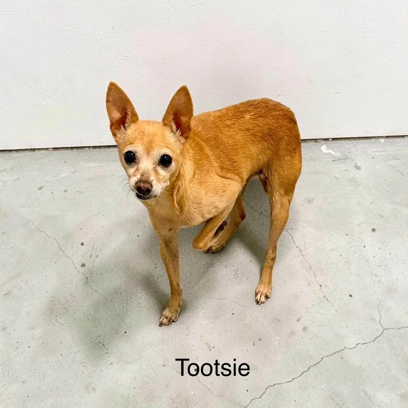 Tootsie thumbnail 2