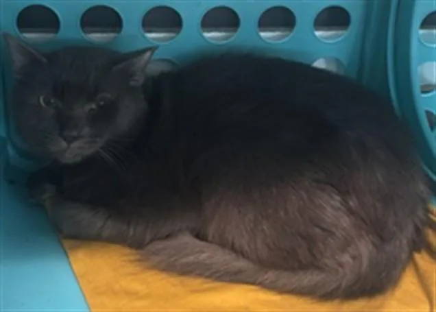 An adult medium-sized male Domestic Short Hair cat named Wolfie for adoption in Fort Lauderdale, FL