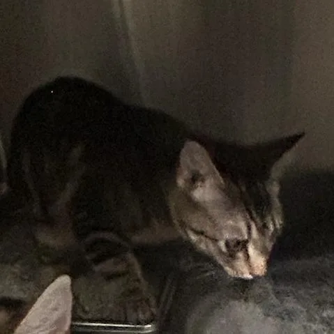 A young small-sized male Domestic Short Hair cat named Frick for adoption in Carlyle, IL