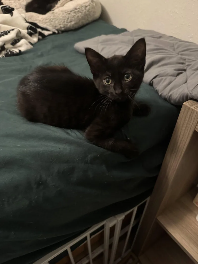 A baby medium-sized male Black Domestic Short Hair cat named Felix for adoption in Wesley Chapel, FL