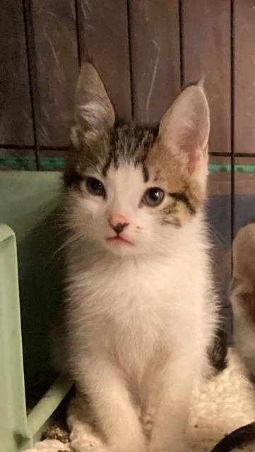 A baby small-sized female Domestic Medium Hair cat named Gwen Stefani for adoption in Ogden, UT