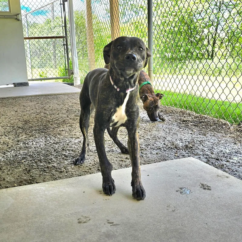 A baby medium-sized female Brindle Mixed Breed dog named Bear for adoption in Saint Marys, PA