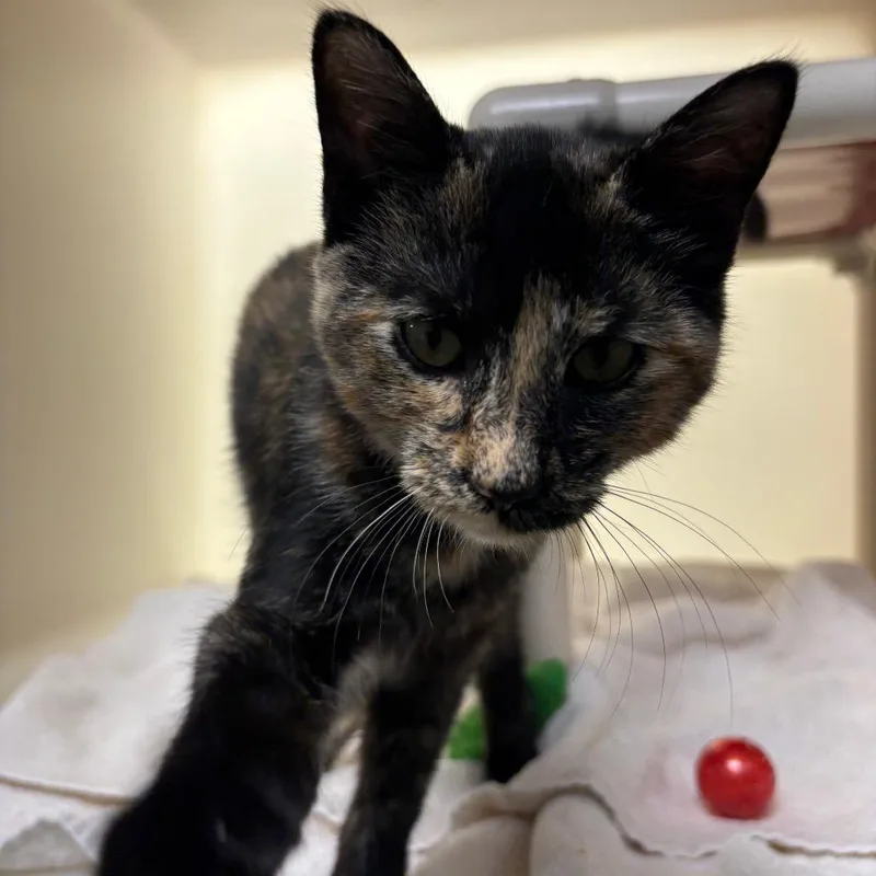 A baby small-sized female Tortoiseshell Domestic Short Hair cat named Gardenia for adoption in Harrisonburg, VA