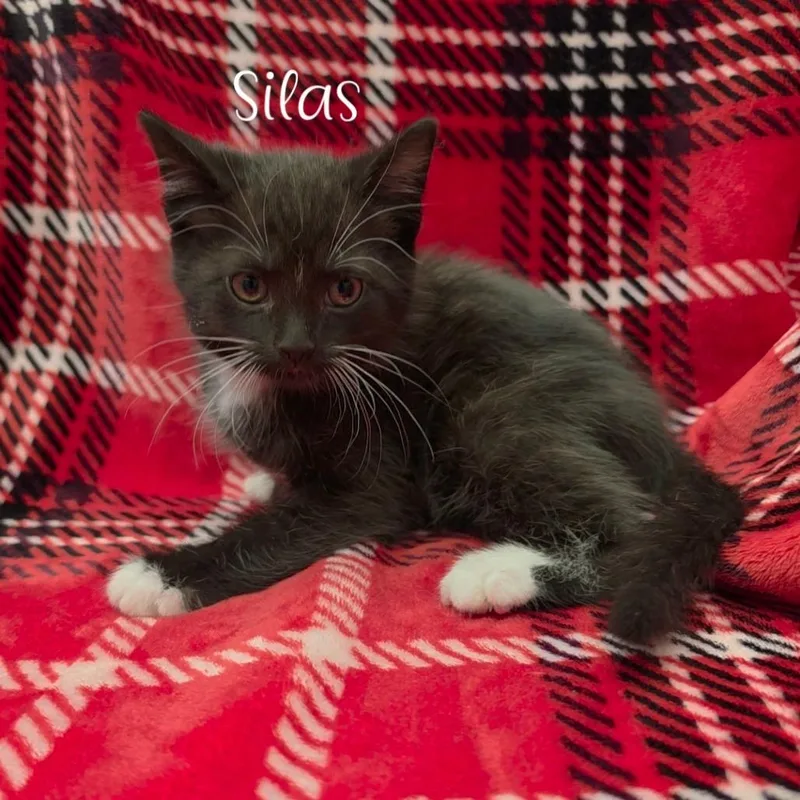 Silas