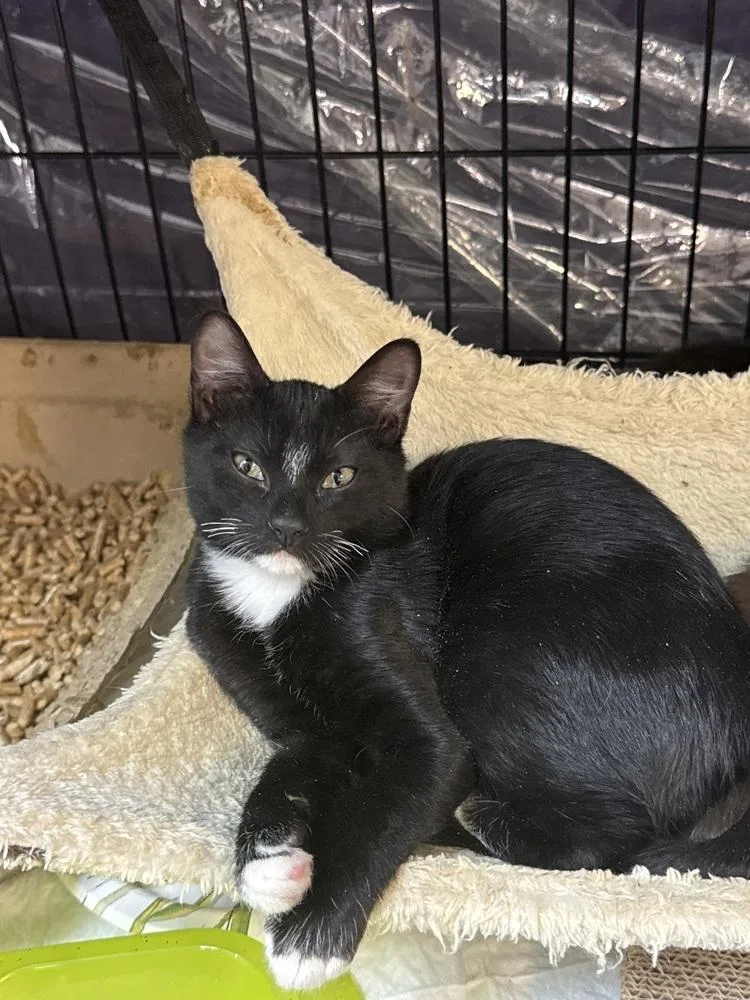A baby small-sized male Black Domestic Short Hair cat named Graham MD for adoption in Fort Walton Beach, FL