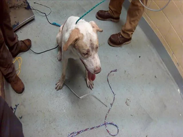 A young large-sized male Pit Bull Terrier dog named George for adoption in Tulsa, OK