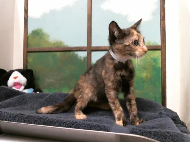A baby small-sized female Domestic Short Hair cat named Penelope for adoption in Houston, TX