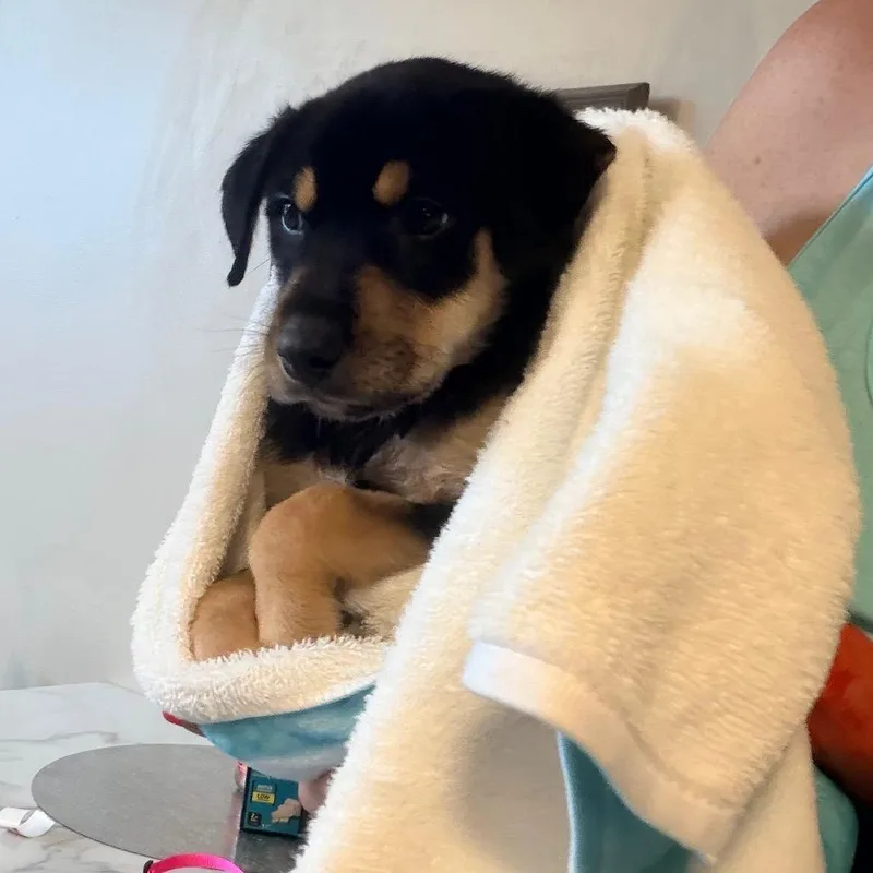 A baby medium-sized female Black German Shepherd Dog dog named Viola for adoption in Saint John, IN