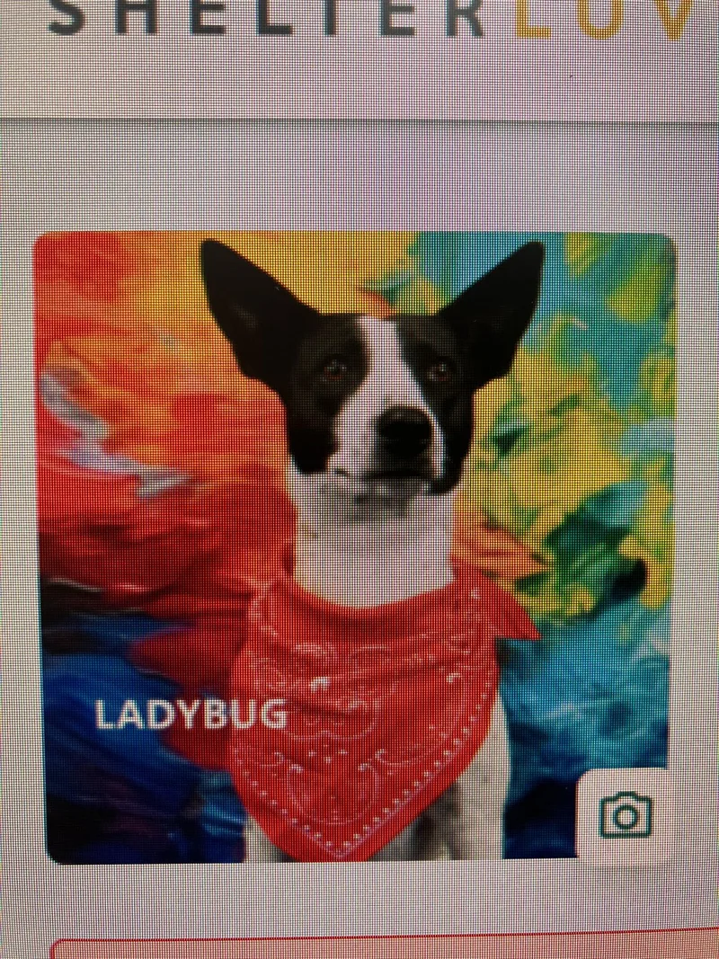 Ladybug thumbnail 5