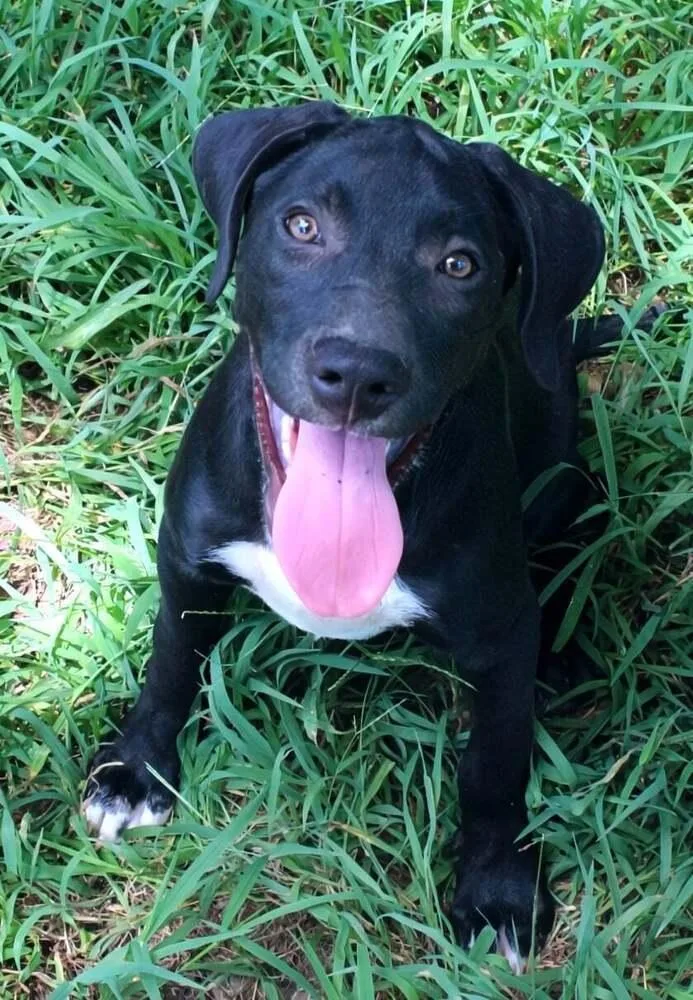 A baby medium-sized male Labrador Retriever dog named Yukon for adoption in New Bedford, MA
