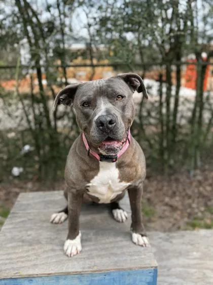 An adult large-sized female Mixed Breed dog named Raven for adoption in Covington, LA