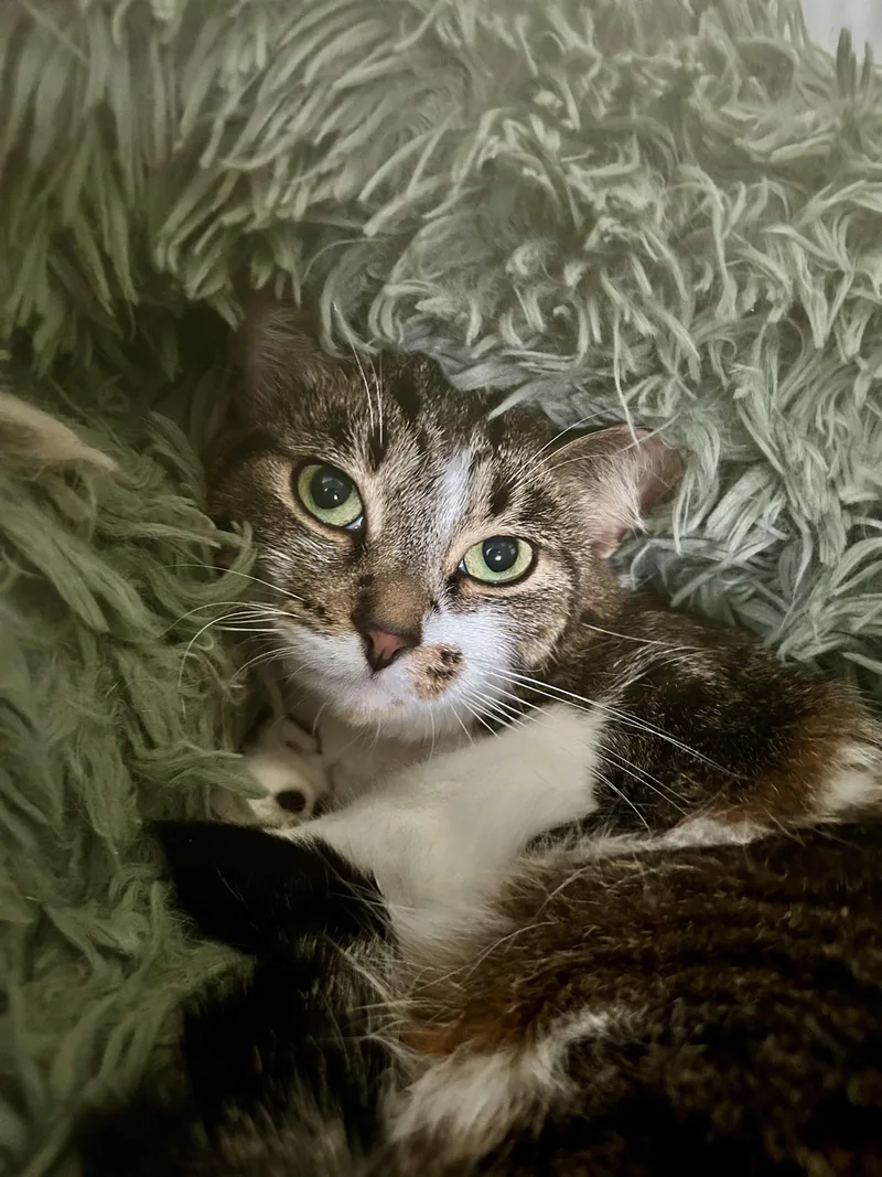 Nutmeg
