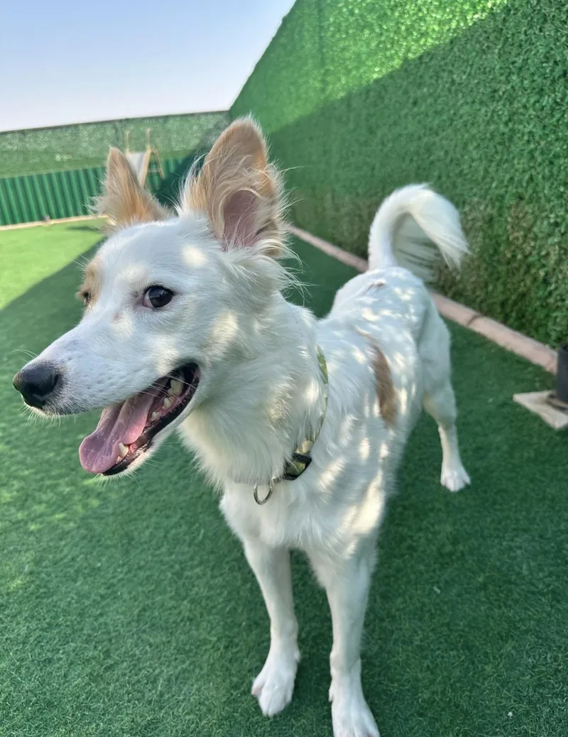 A young medium-sized female Collie dog named Piccolo for adoption in Huntingtown, MD