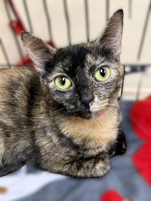 An adult medium-sized female Tortoiseshell Domestic Short Hair cat named Carole for adoption in Medina, OH