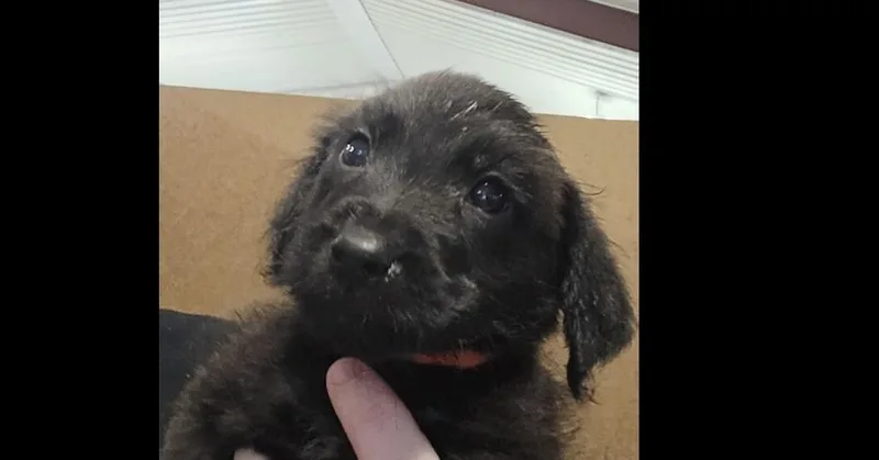 A baby small-sized female Black Terrier dog named Matilda for adoption in Papillion, NE