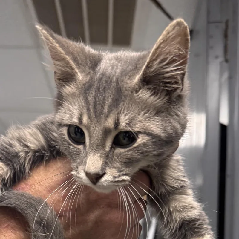 A young small-sized male Gray / Blue / Silver Domestic Short Hair cat named Bryant for adoption in Marion, VA