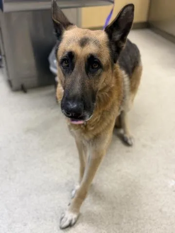 An adult large-sized male Shepherd dog named Titan for adoption in Riverside, CA