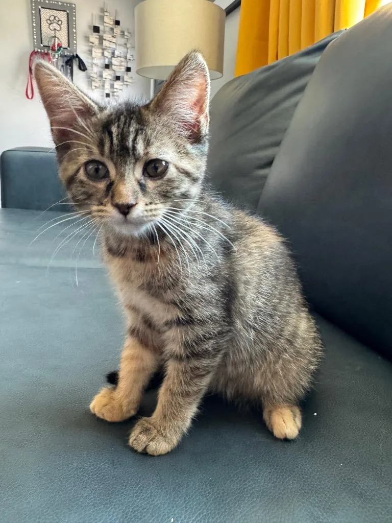 A baby medium-sized female Domestic Short Hair cat named April Il for adoption in Fort Lupton, CO