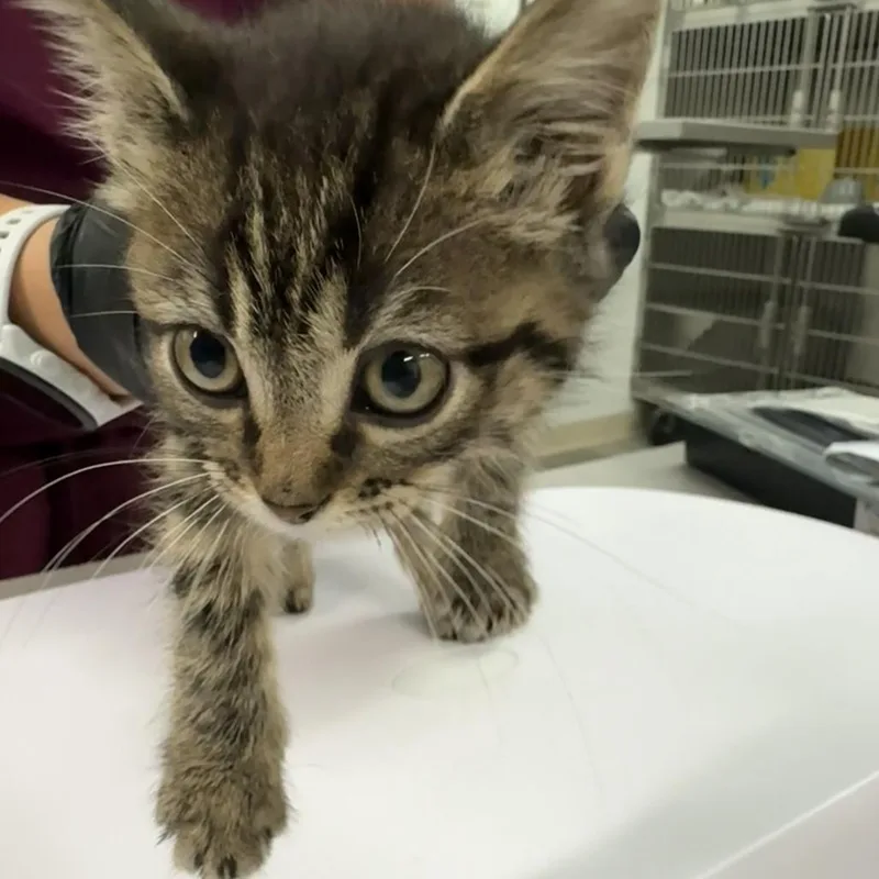 A baby small-sized male Domestic Medium Hair cat named Bubble Gum for adoption in Manhattan, KS