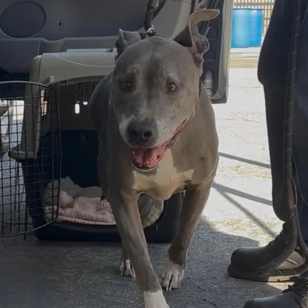 A senior large-sized female Gray / Blue / Silver Pit Bull Terrier dog named Chata A for adoption in Mission Hills, CA