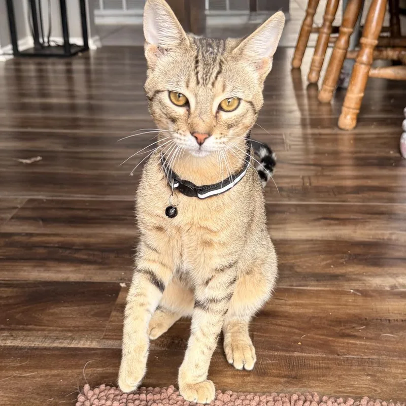 A young medium-sized male Tabby (Brown / Chocolate) Domestic Short Hair cat named Oaklen HS for adoption in Austin, TX