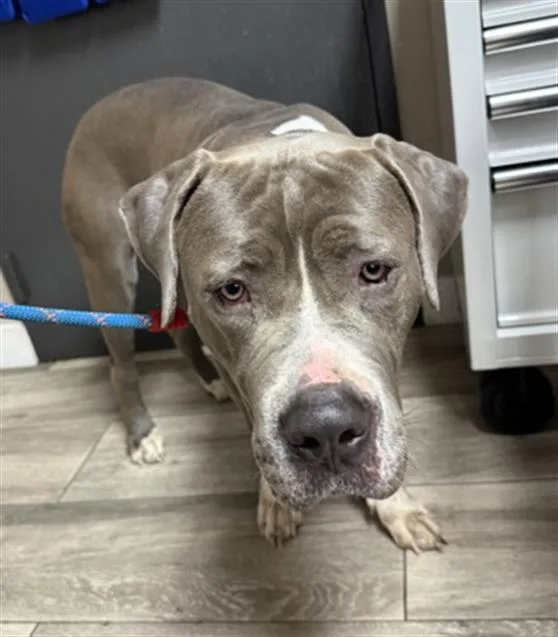 A young large-sized female Pit Bull Terrier dog named Lilly for adoption in Redlands, CA