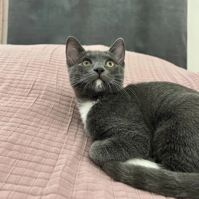 A baby small-sized female Gray / Blue / Silver Domestic Short Hair cat named Hummus for adoption in Westminster, CA