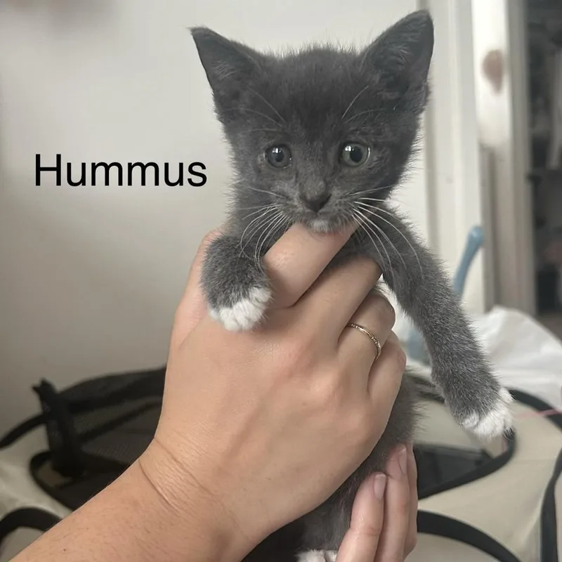Hummus thumbnail 5