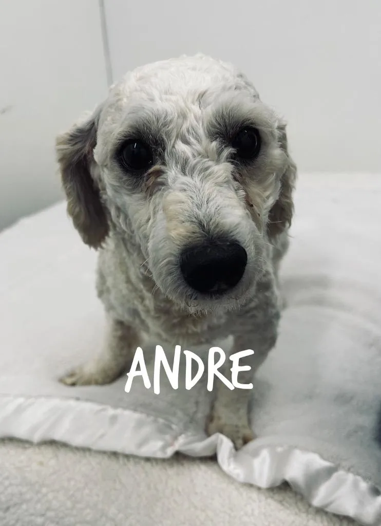 Andre