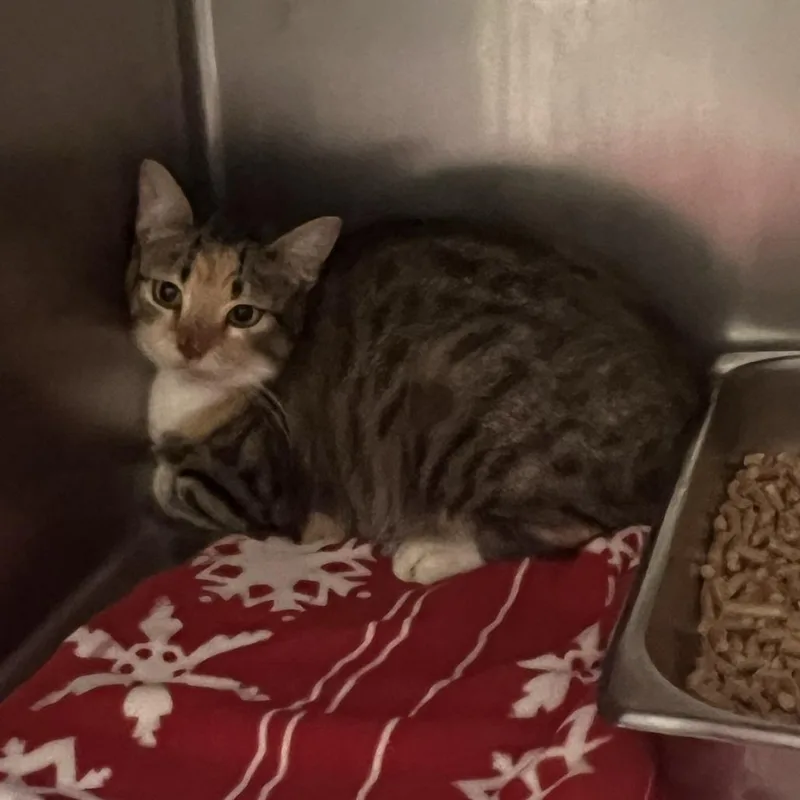 An adult medium-sized female Domestic Short Hair cat named Lynx for adoption in Windsor, VA