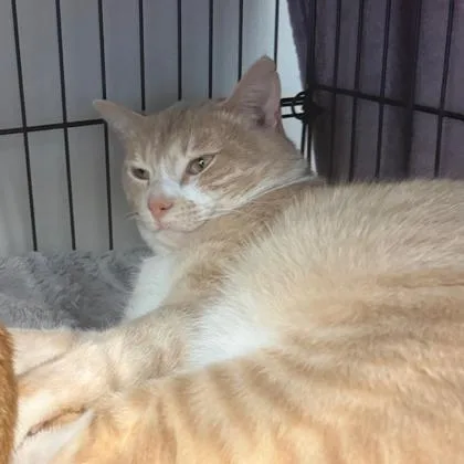 An adult medium-sized male Domestic Short Hair cat named Dune for adoption in Cincinnati, OH
