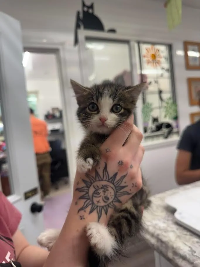 A baby small-sized female Domestic Medium Hair cat named Bingo for adoption in Glenfield, NY