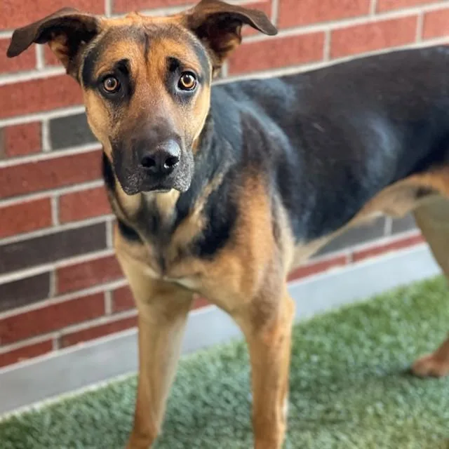 A young large-sized male German Shepherd Dog dog named Longfellow for adoption in Edmond, OK
